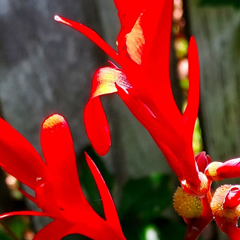6 Canna plants